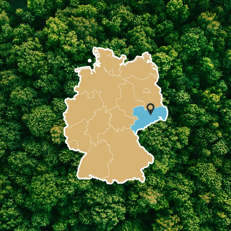 Nachhaltiges Eschenholz aus regionaler Forstwirtschaft