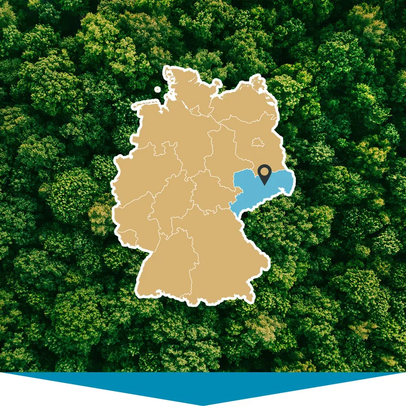 Nachhaltiges Eschenholz aus regionaler Forstwirtschaft